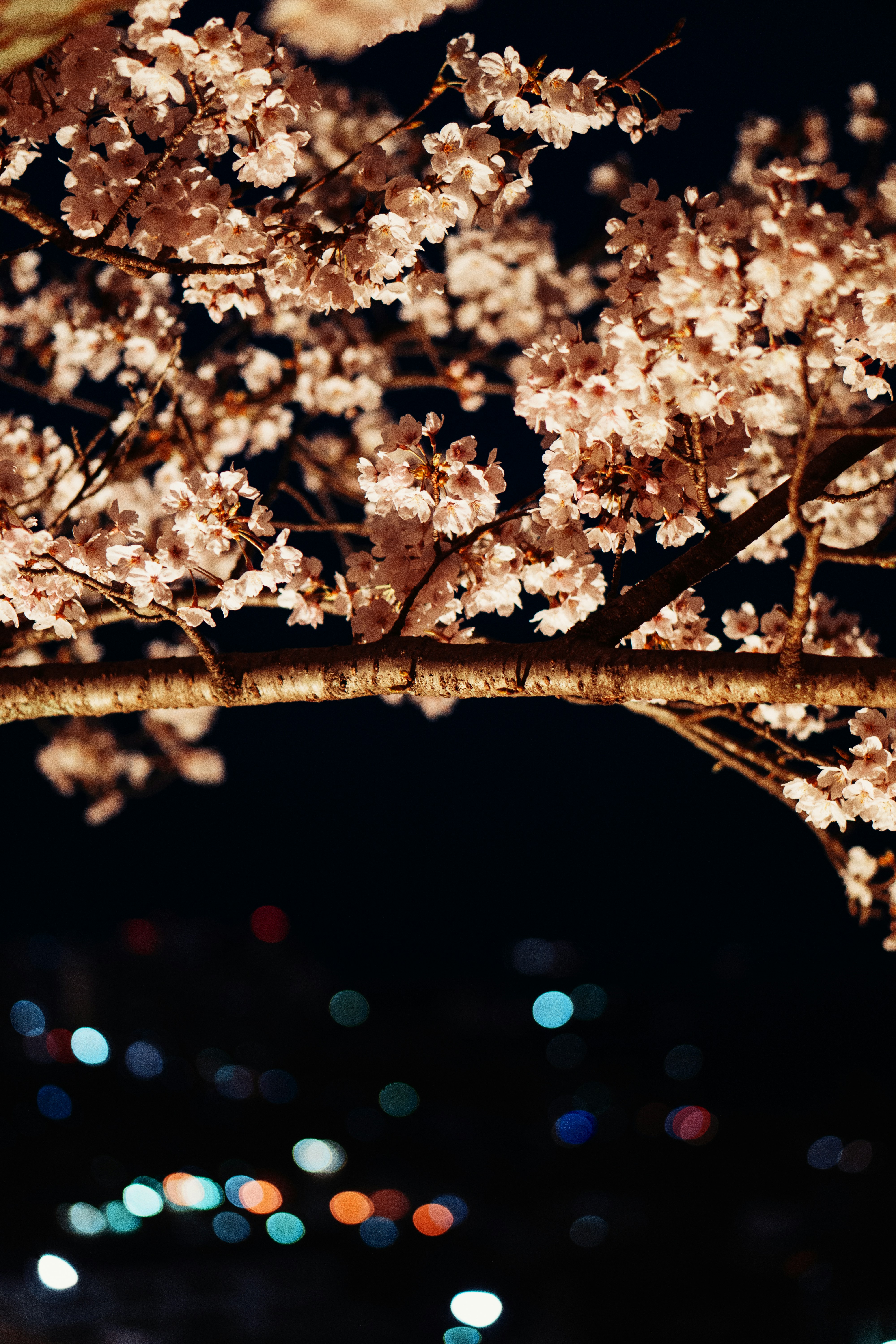 Photo by dianainjapan