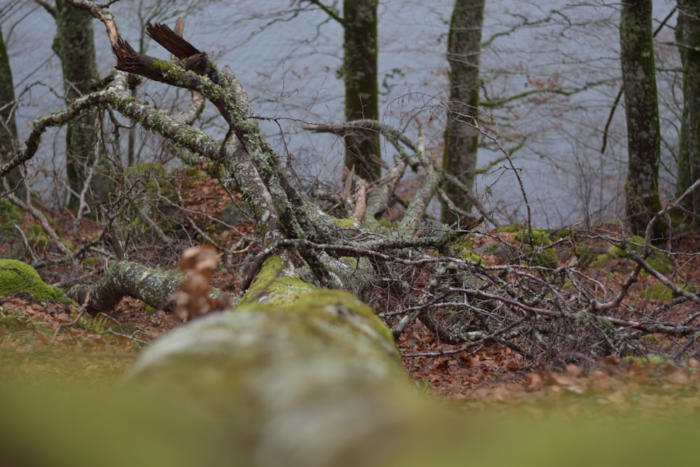 a fallen tree in a forest next to a body of water