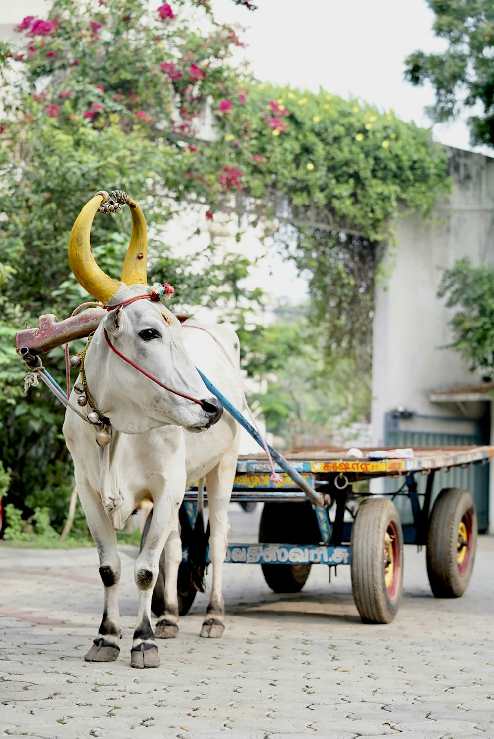 a white ox pulling a cart with a yellow horn