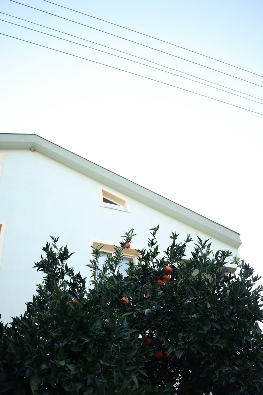 an orange tree in front of a white building