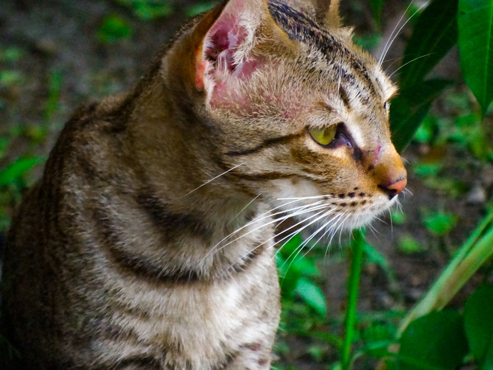 a close up of a cat sitting in the grass