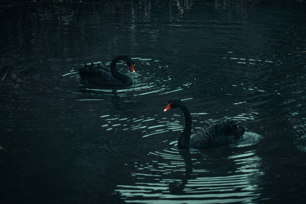 two black swans swimming in a pond at night