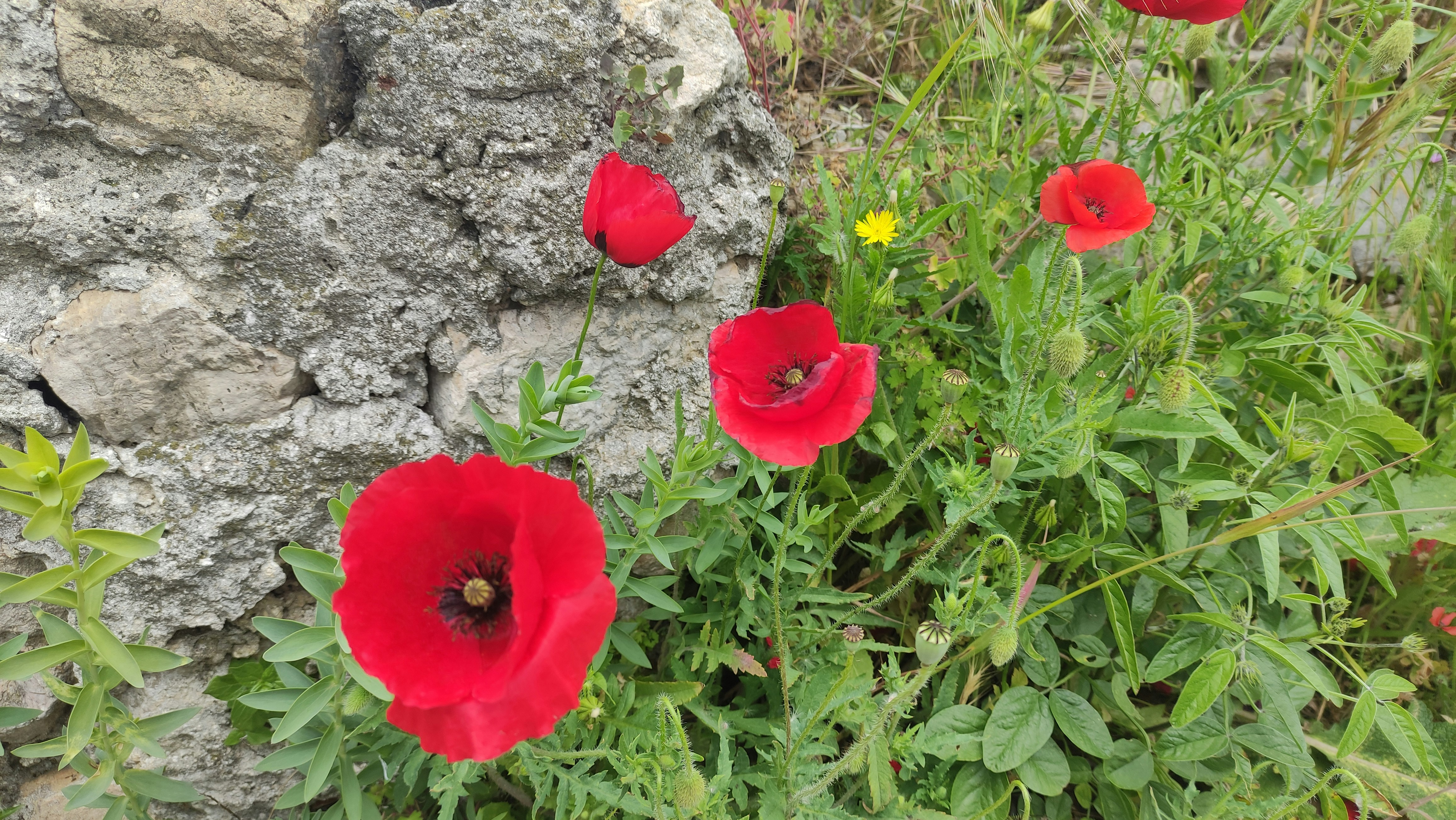 Ulcinj, Montenegro - None