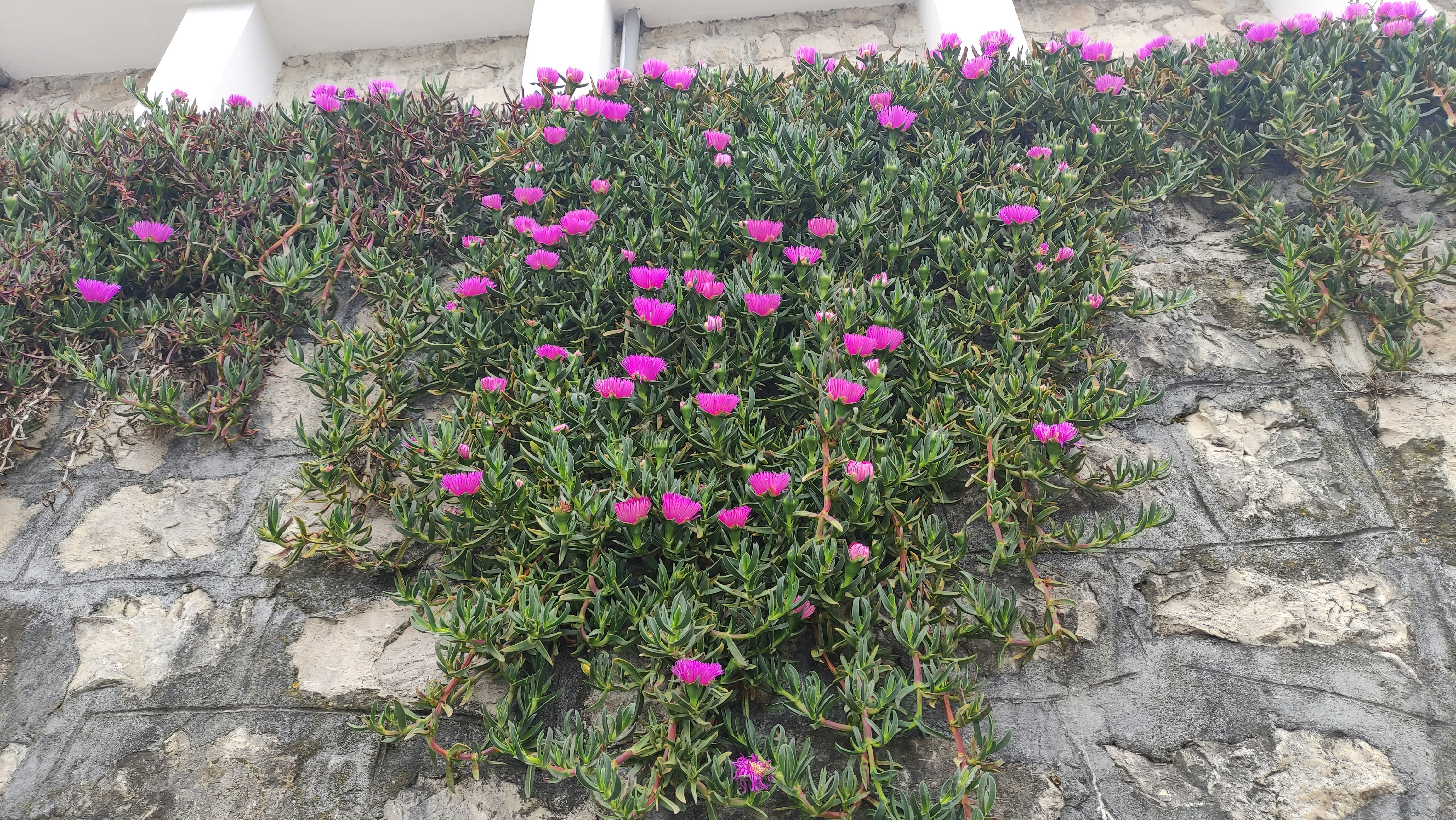 un bouquet de fleurs roses poussant sur le côté d’un bâtiment
