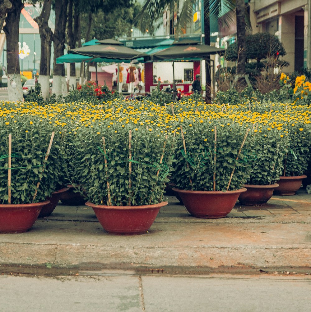 a row of potted plants with yellow flowers