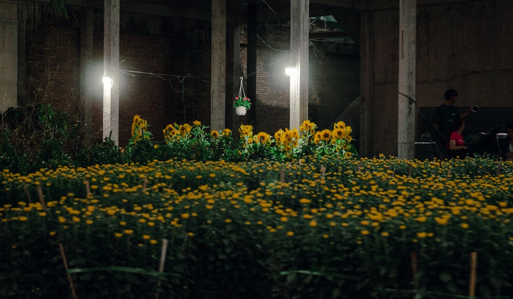 a field full of yellow flowers next to a building