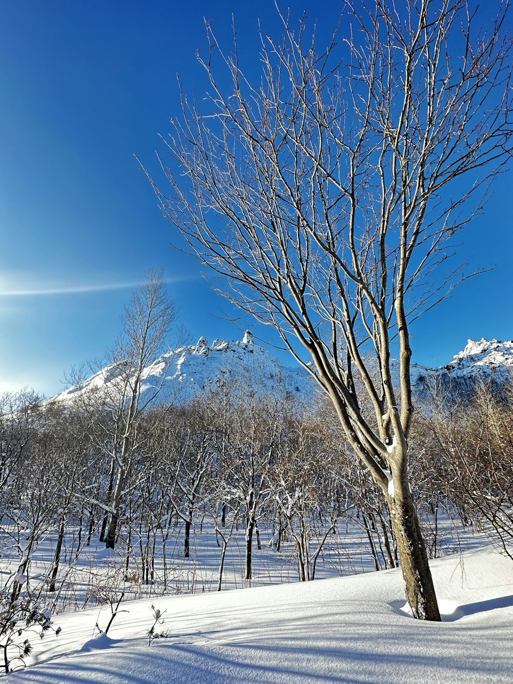 a bare tree in a snowy field with mountains in the background