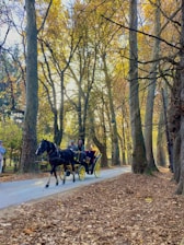 A horse-drawn carriage with several passengers is traveling along a leaf-covered path lined with tall trees. The sunlight filters through the branches, casting a warm glow on the scene, suggesting a woodland setting in the fall.