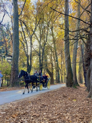 A horse-drawn carriage with several passengers is traveling along a leaf-covered path lined with tall trees. The sunlight filters through the branches, casting a warm glow on the scene, suggesting a woodland setting in the fall.