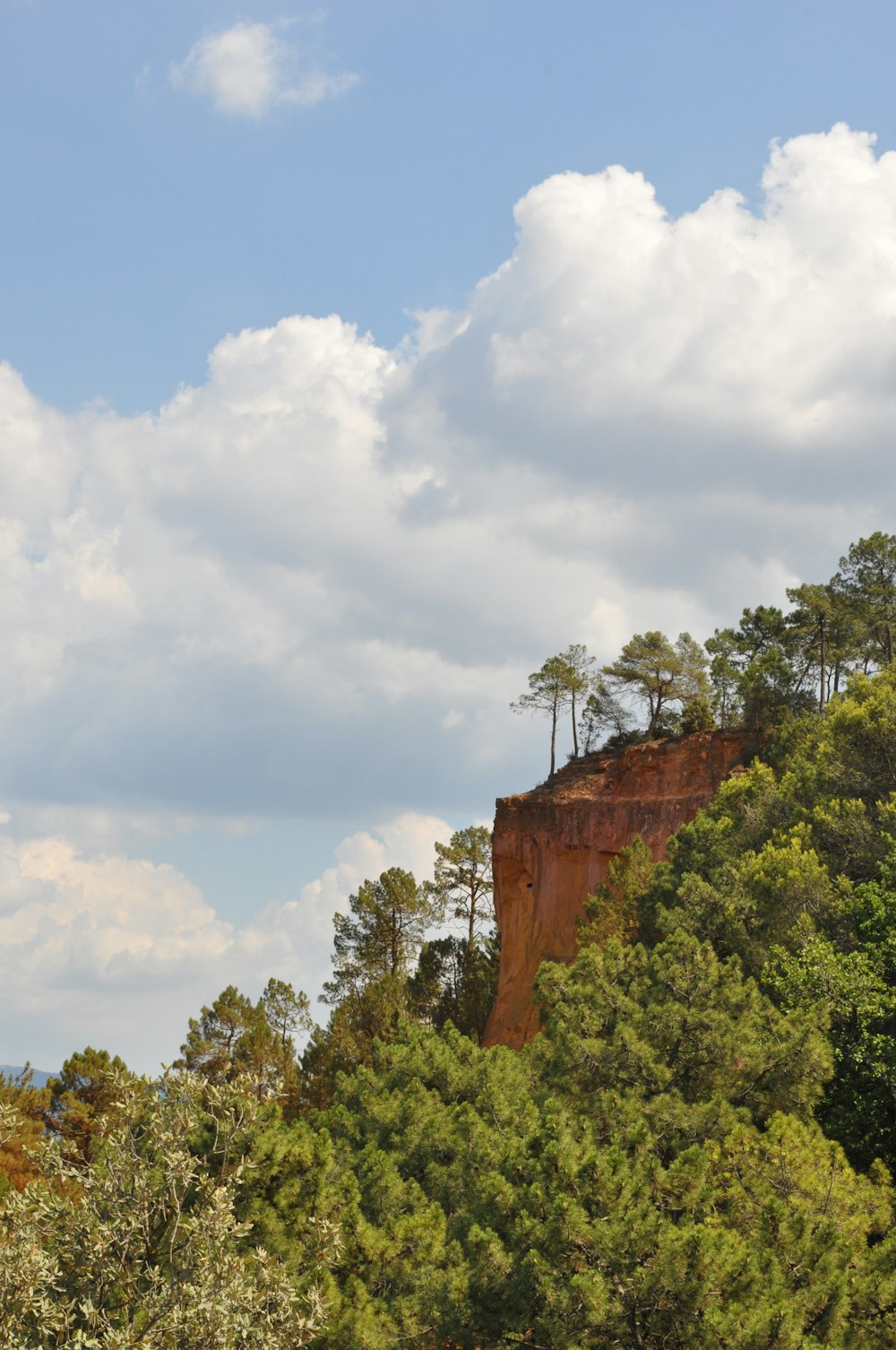 a group of trees sitting on top of a lush green hillside