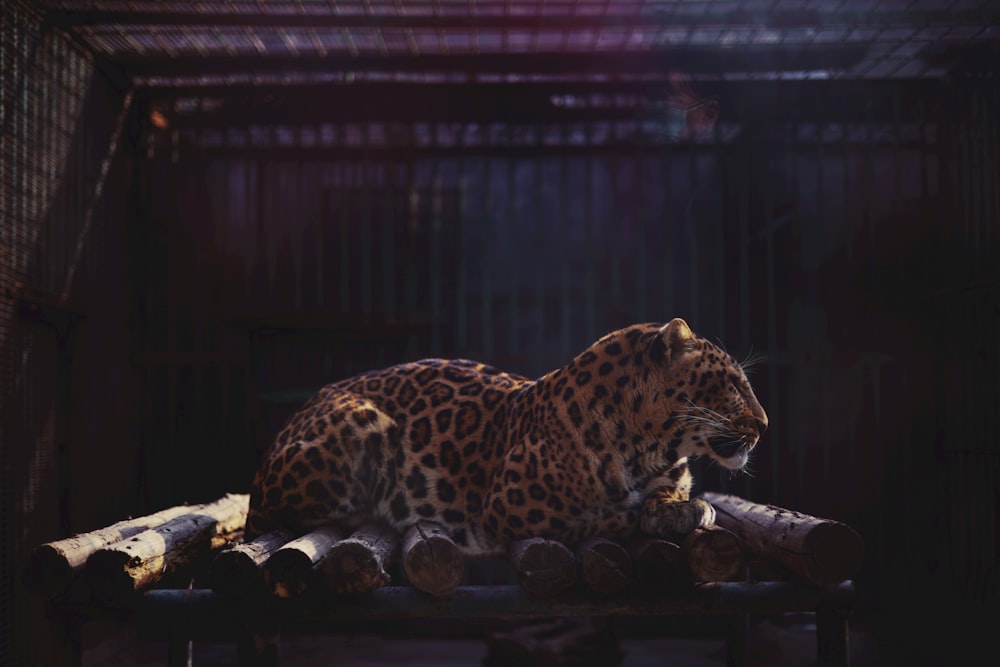 a large leopard laying on top of a pile of logs