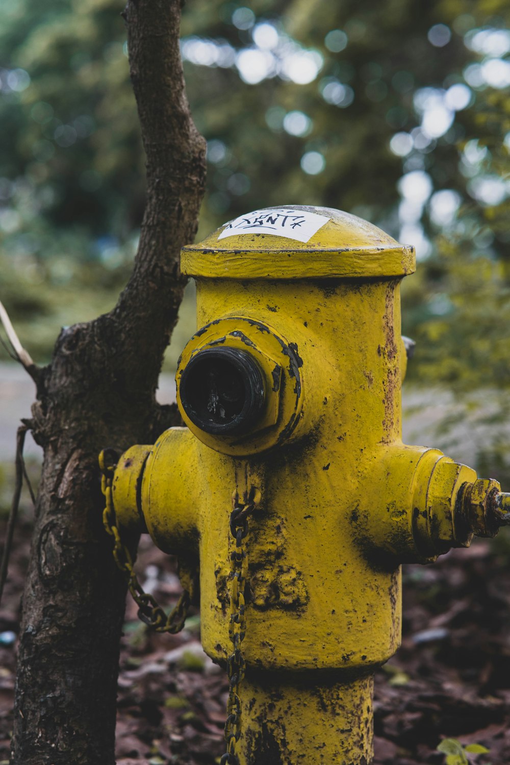 a yellow fire hydrant sitting next to a tree