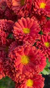 Close-up of colorful flowers with morning dew in the garden.