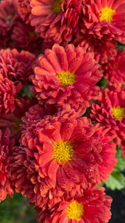 A close-up of a blooming flower with morning dew.