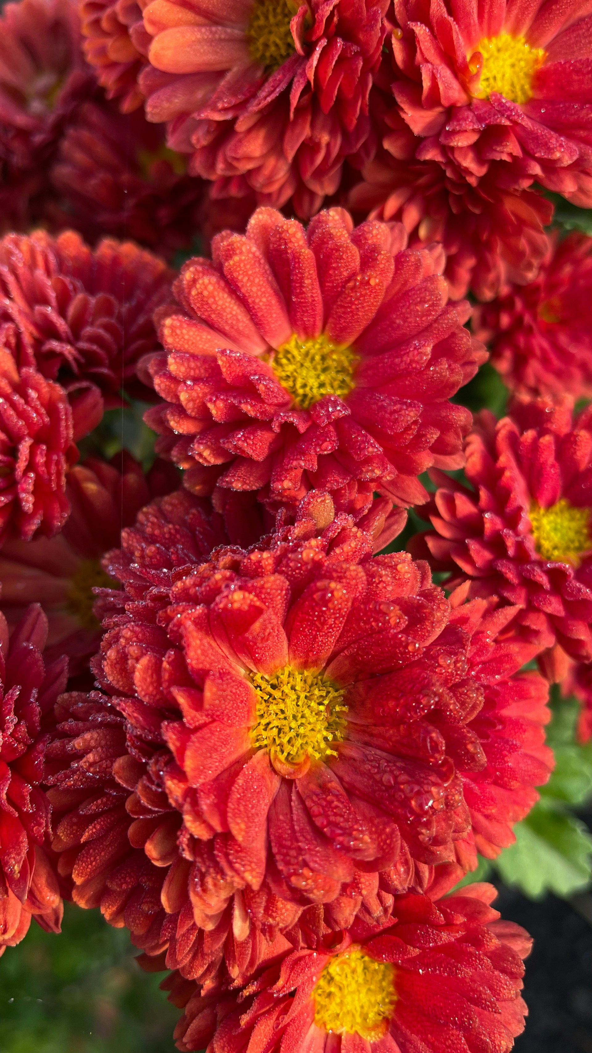 A vivid close-up of a bright red flower with dewdrops on its petals, capturing the essence of fresh morning nature.