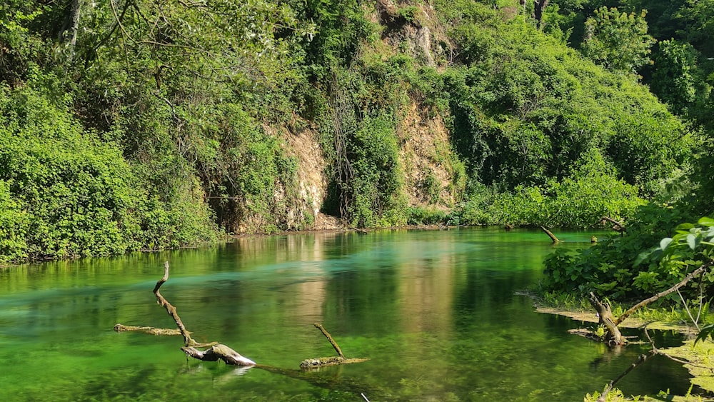 a body of water surrounded by lush green trees