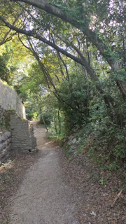 A serene golden pathway winding through a quiet forest at dawn