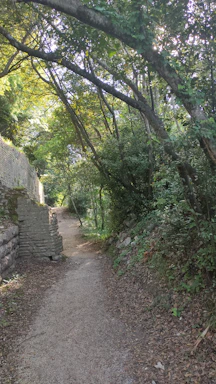 A serene golden pathway winding through a quiet forest at dawn