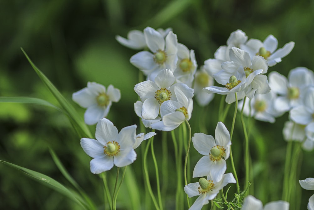 a bunch of white flowers that are in the grass