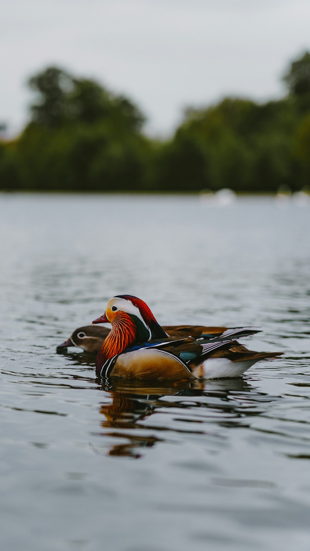 a couple of ducks floating on top of a lake