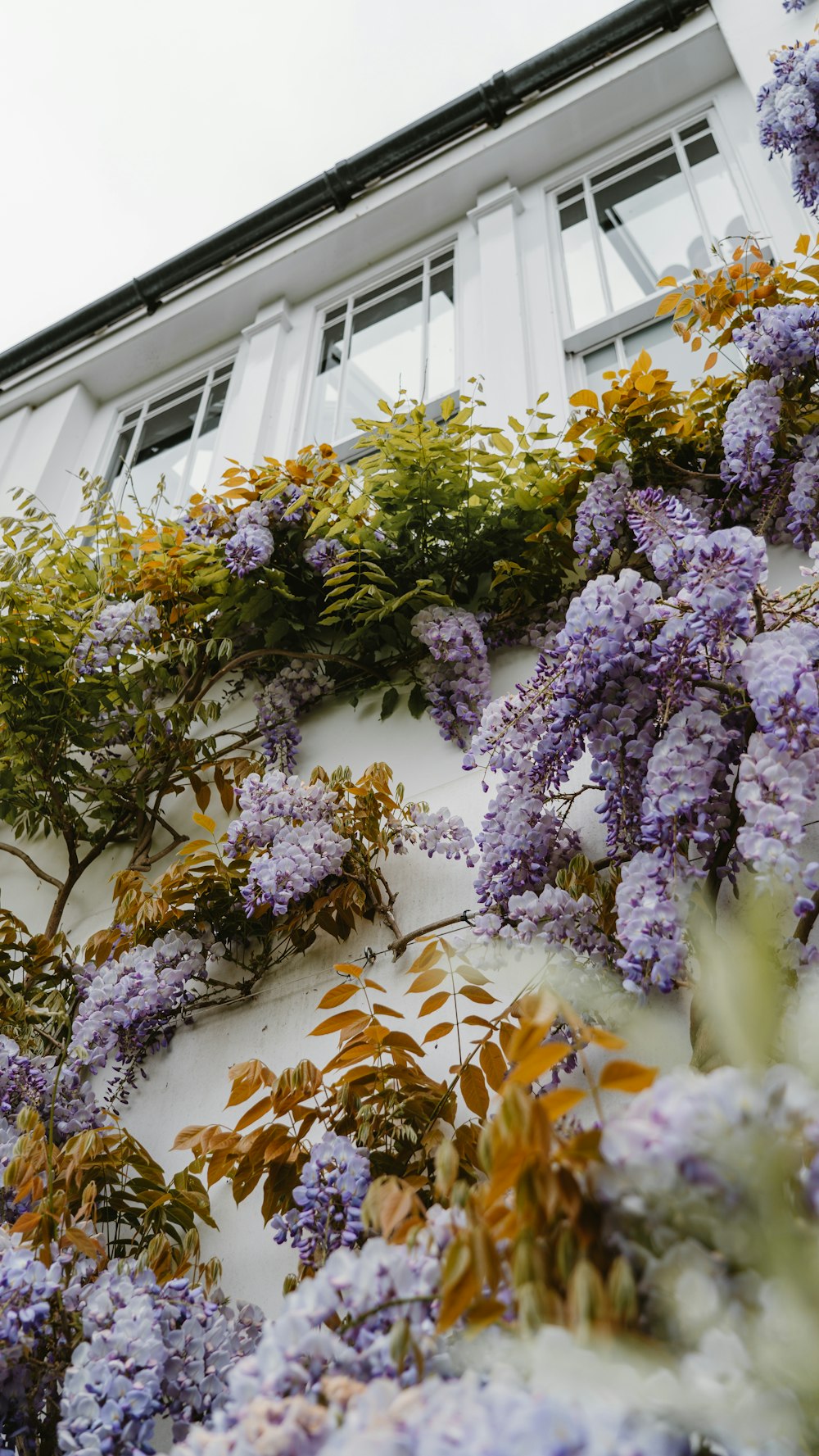 purple flowers growing on the side of a building