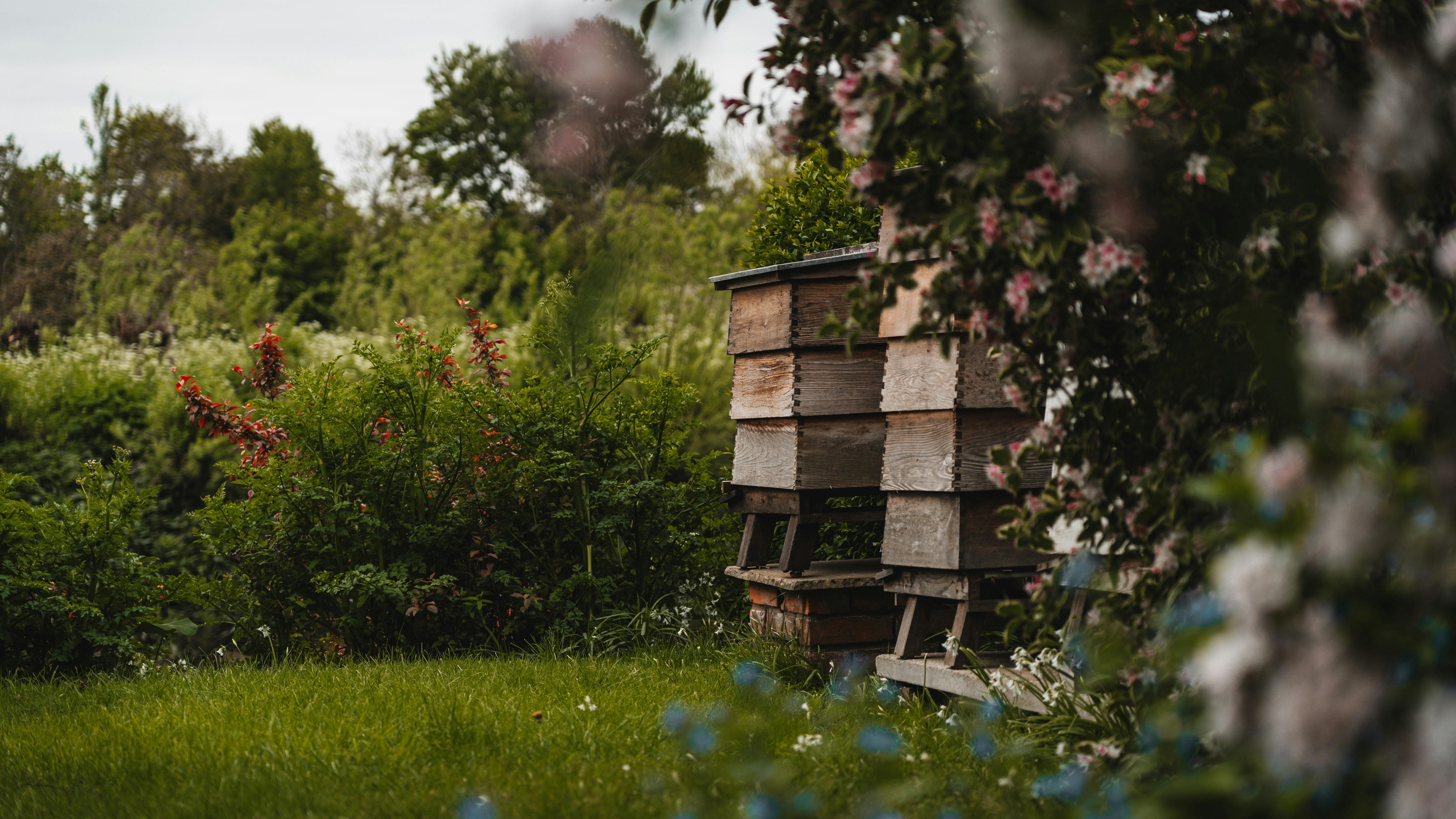 Hive Minds: How America's Hobby Beekeepers Are Quietly Rewriting the Science of Pollinator Decline