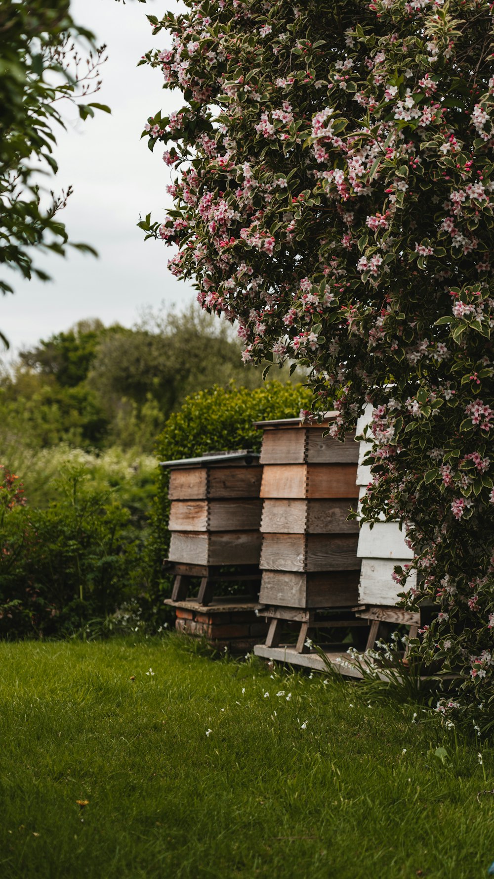 a bunch of beehives sitting in the grass next to a tree