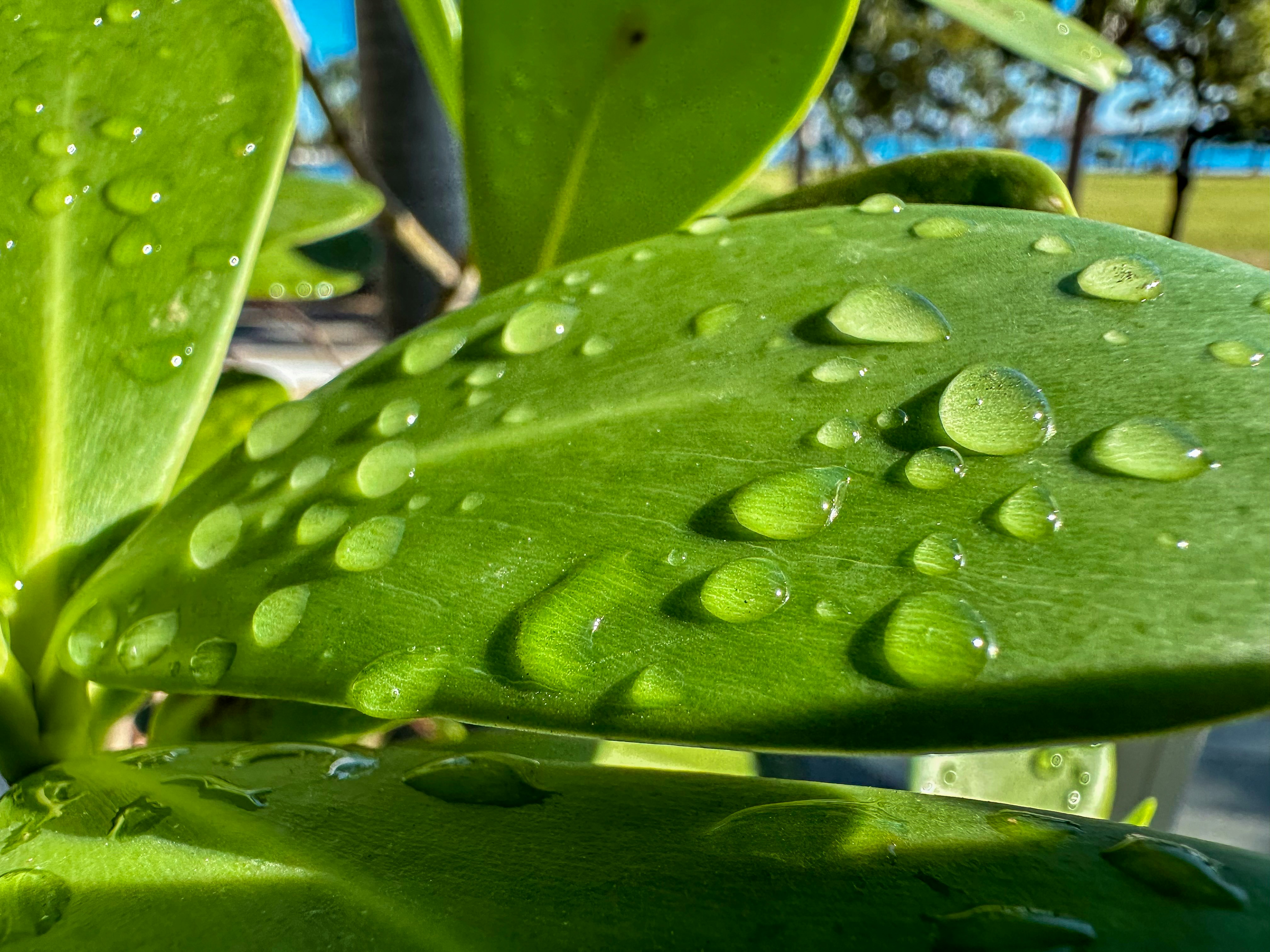 a green plant with water drops on it