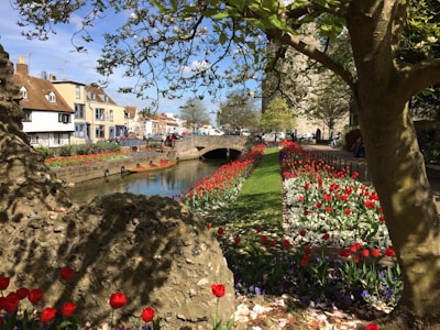 a river running through a lush green park