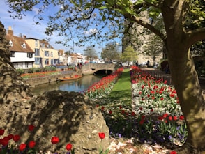 a river running through a lush green park
