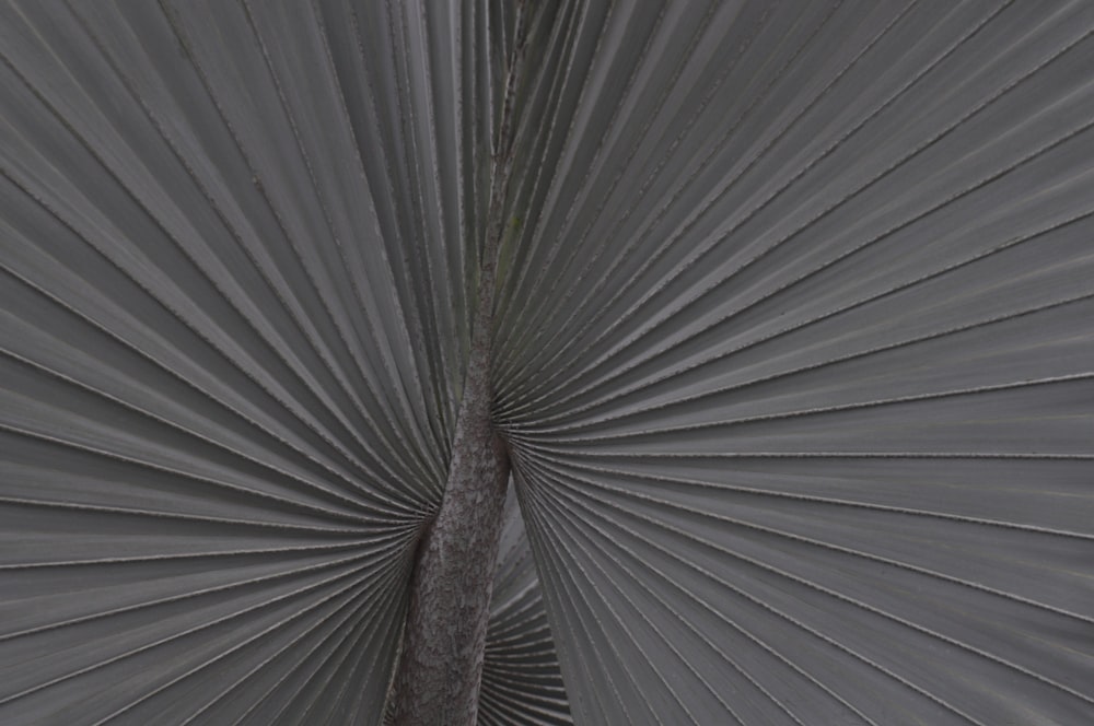 a close up of a large umbrella with a tree in the background
