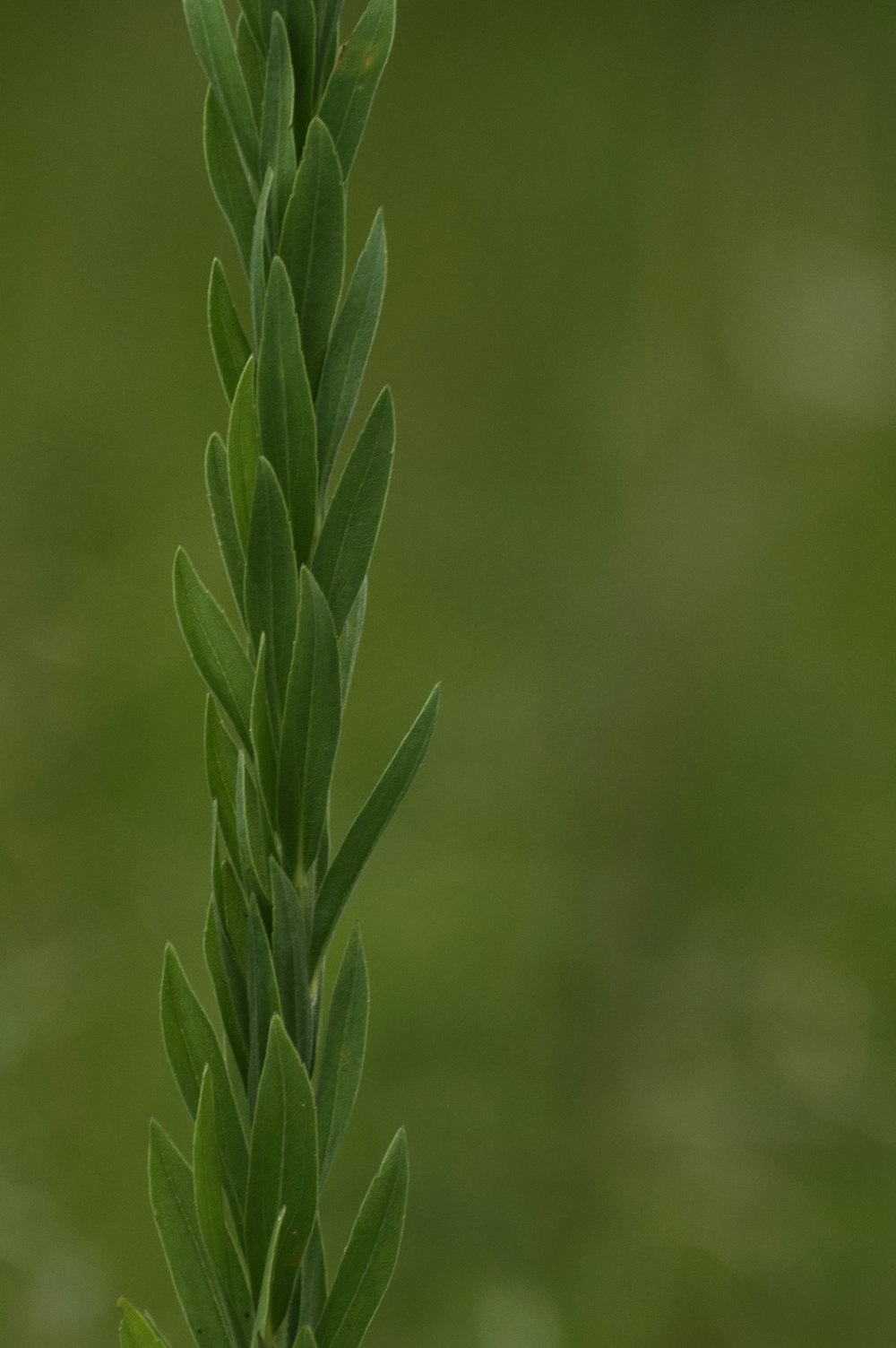 a close up of a green plant with a blurry background