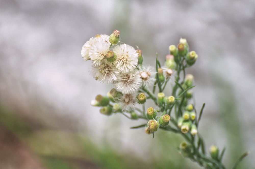 a close up of a plant with white flowers