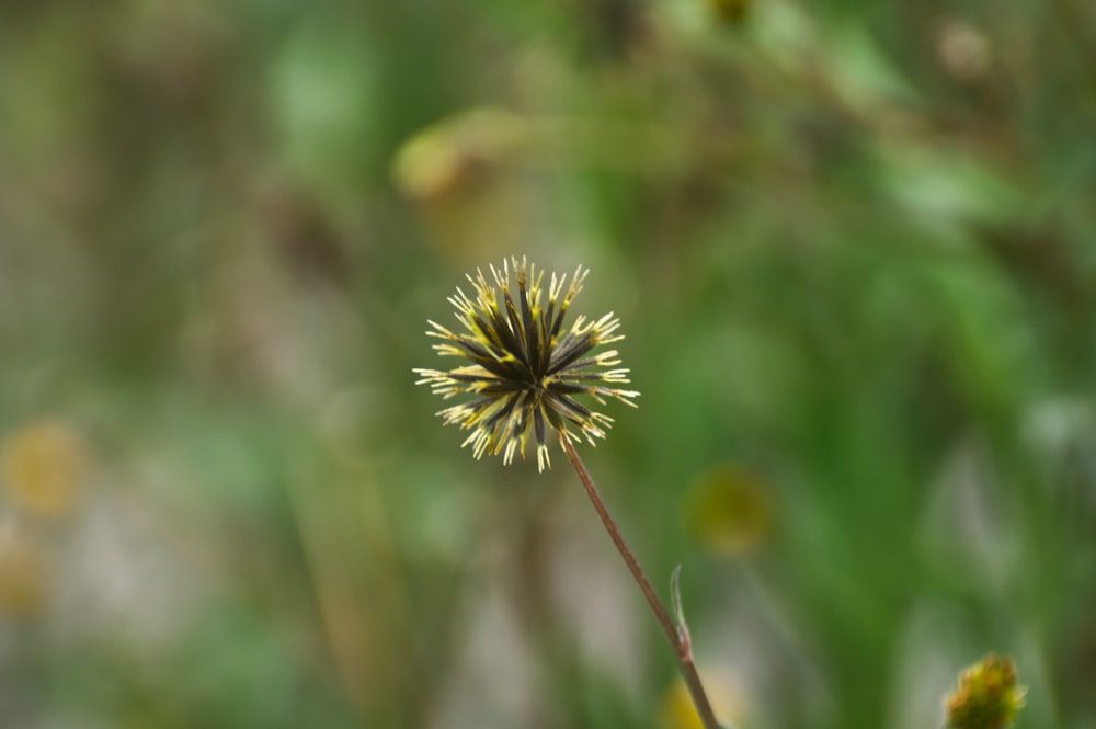 a close up of a flower with a blurry background