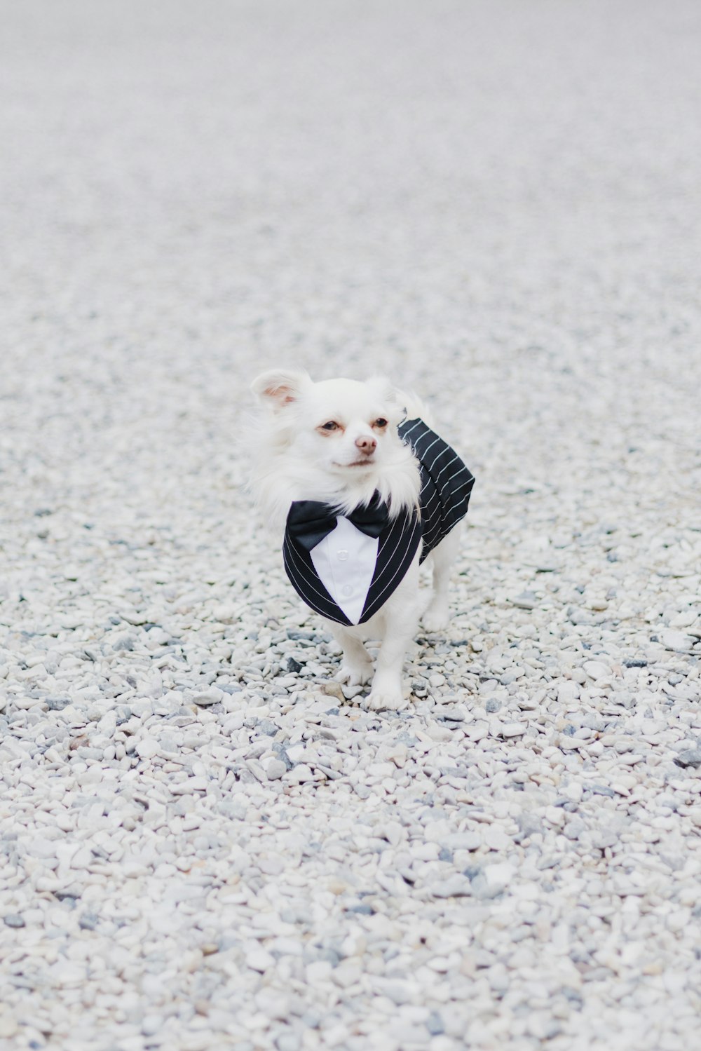 a small white dog wearing a tuxedo