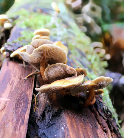 Close-up of hands carefully inspecting vibrant mushroom clusters growing on a log during the course.
