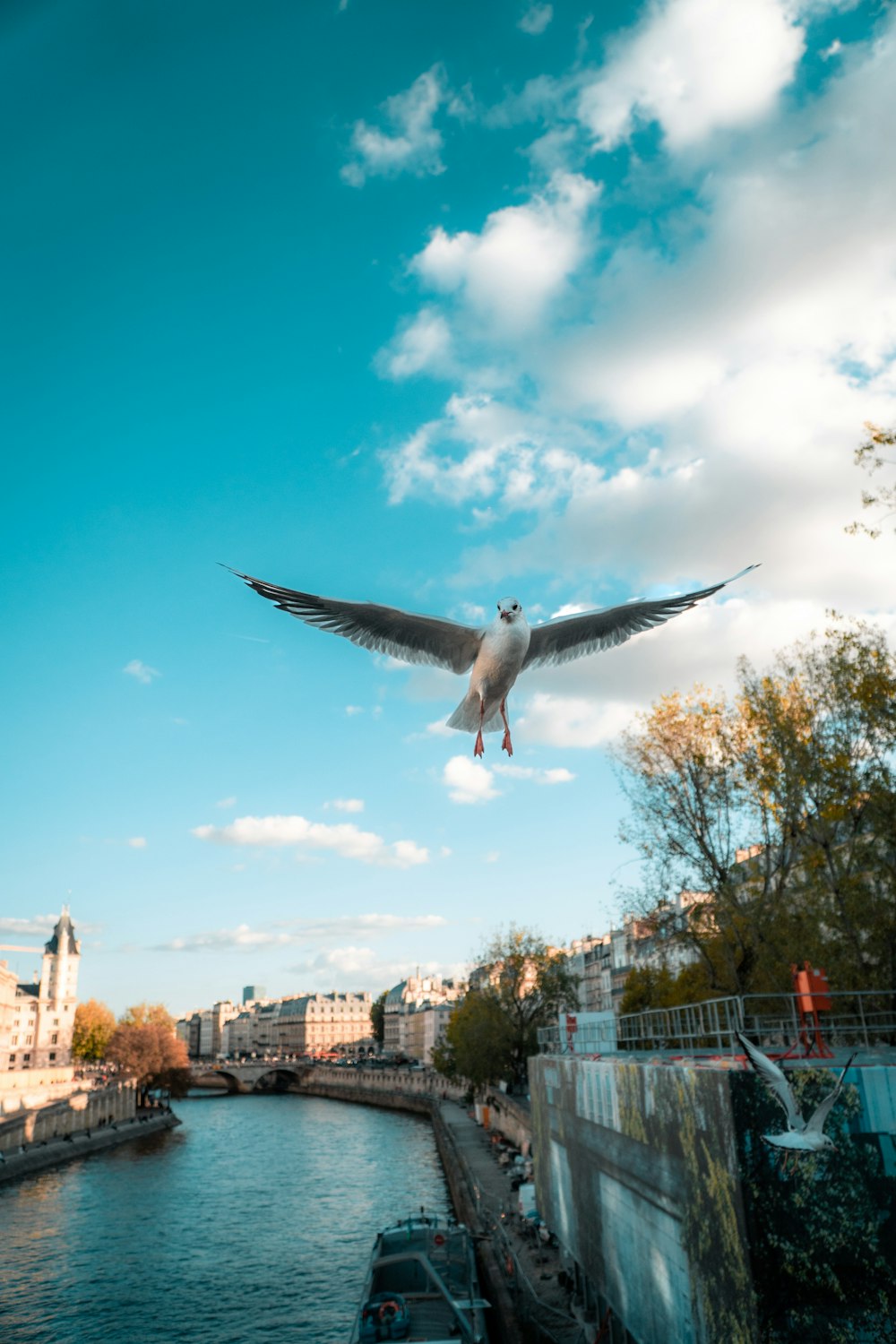 a seagull flying over a river in a city