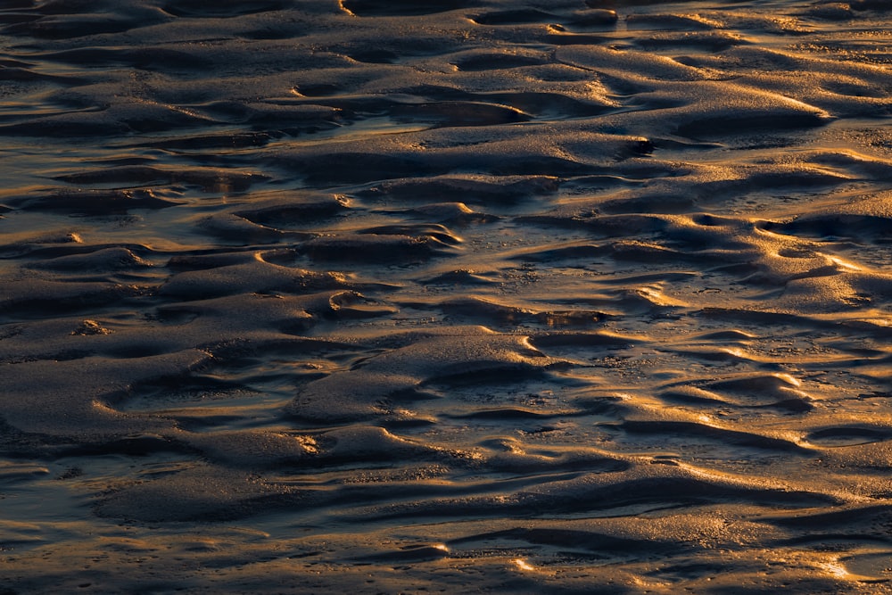 a bird standing on top of a sandy beach