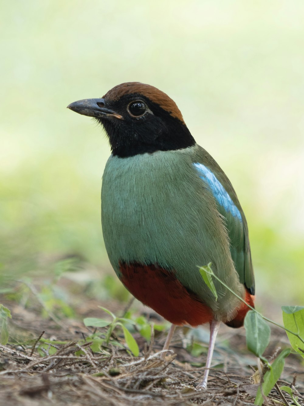 Un uccello colorato è in piedi sul terreno