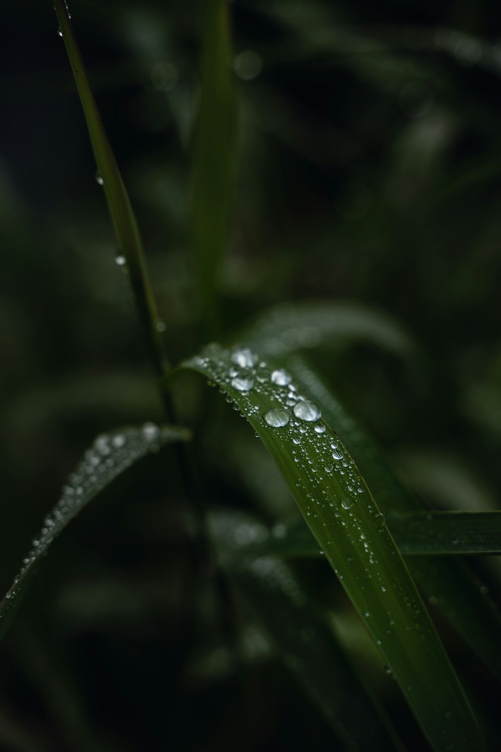 a green plant with water droplets on it