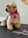 A well-groomed dog with light brown fur and a small green hairpin is wearing a bright pink bowtie. The dog is standing on a black surface, and in front of it lies a pair of grooming scissors and a comb.