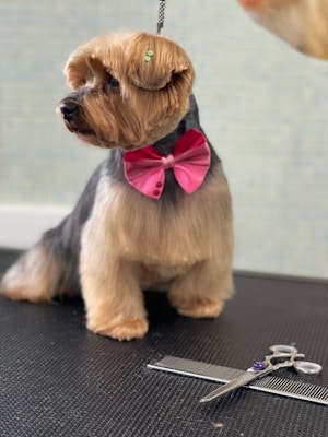 A well-groomed dog with light brown fur and a small green hairpin is wearing a bright pink bowtie. The dog is standing on a black surface, and in front of it lies a pair of grooming scissors and a comb.