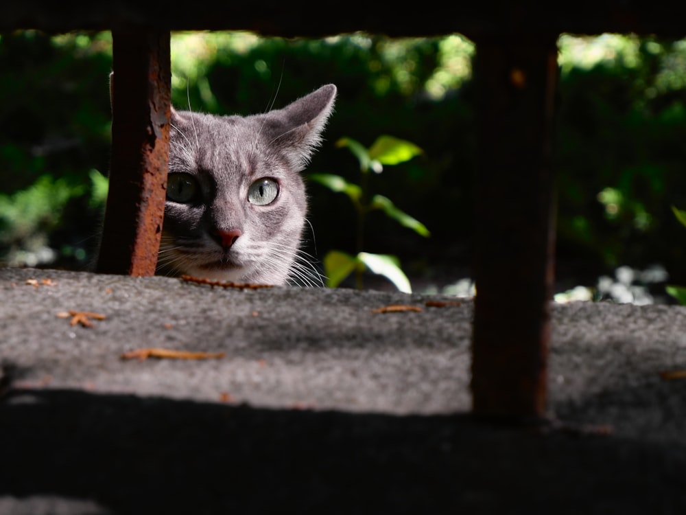 a gray cat peeking out from under a table