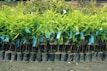 Rows of young green plants are neatly arranged in small black plastic pots. Blue tags are attached to each plant, indicating identification or information. The ground beneath is a dark, rich soil, suggesting a nursery or plantation setting.