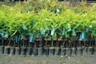 Rows of young green plants are neatly arranged in small black plastic pots. Blue tags are attached to each plant, indicating identification or information. The ground beneath is a dark, rich soil, suggesting a nursery or plantation setting.