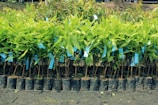 Rows of young green plants are neatly arranged in small black plastic pots. Blue tags are attached to each plant, indicating identification or information. The ground beneath is a dark, rich soil, suggesting a nursery or plantation setting.
