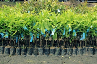Rows of young green plants are neatly arranged in small black plastic pots. Blue tags are attached to each plant, indicating identification or information. The ground beneath is a dark, rich soil, suggesting a nursery or plantation setting.
