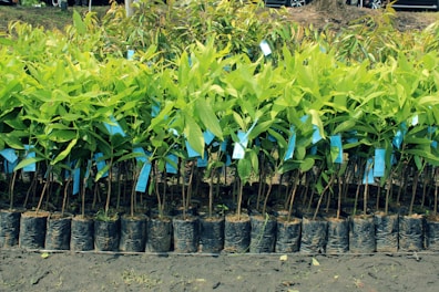 Rows of young green plants are neatly arranged in small black plastic pots. Blue tags are attached to each plant, indicating identification or information. The ground beneath is a dark, rich soil, suggesting a nursery or plantation setting.