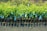 Rows of young green plants are neatly arranged in small black plastic pots. Blue tags are attached to each plant, indicating identification or information. The ground beneath is a dark, rich soil, suggesting a nursery or plantation setting.