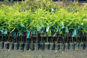 Rows of young green plants are neatly arranged in small black plastic pots. Blue tags are attached to each plant, indicating identification or information. The ground beneath is a dark, rich soil, suggesting a nursery or plantation setting.